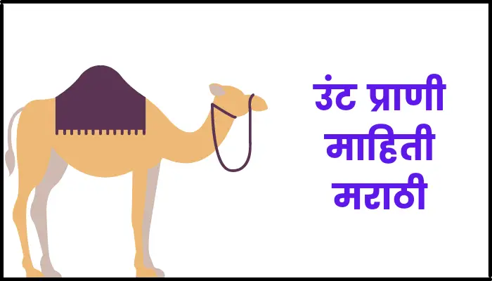 उंट प्राणी माहिती मराठी | Camel information in marathi