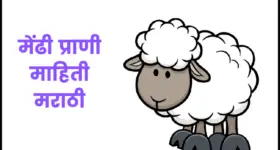 मेंढी प्राणी माहिती मराठी | Sheep information in marathi