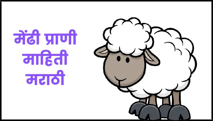 Sheep information in marathi