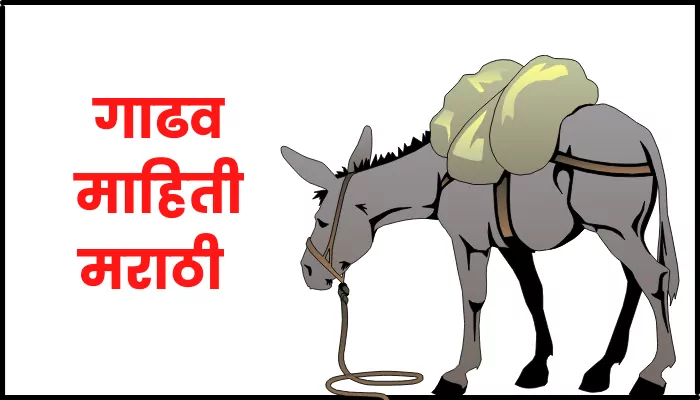 गाढव प्राणी माहिती मराठी | Donkey information in marathi