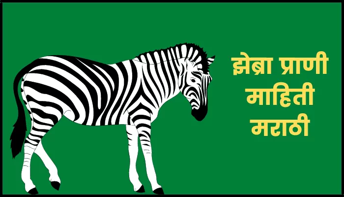 झेब्रा प्राणी माहिती मराठी | Zebra information in marathi