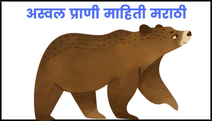 Bear information in marathi