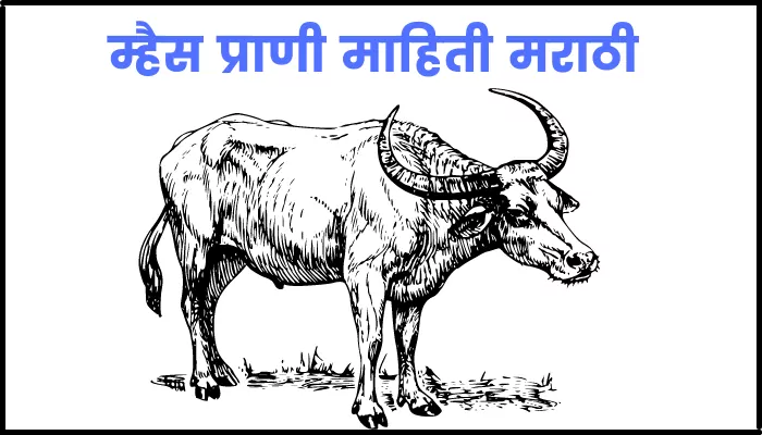 म्हैस माहिती मराठी | Buffalo information in marathi