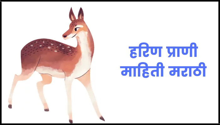 हरिण प्राणी माहिती मराठी | Deer information in marathi