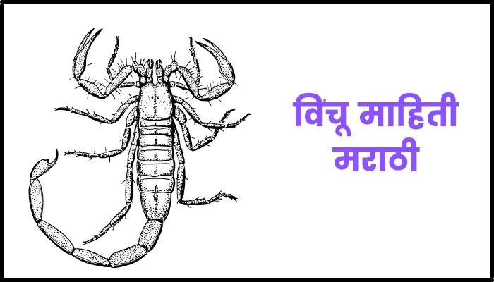 Scorpion information in marathi