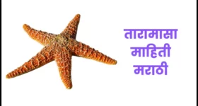 तारामासा माहिती मराठी | Starfish information in marathi