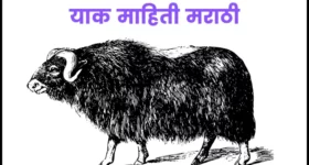 याक प्राणी माहिती मराठी | Yak information in marathi