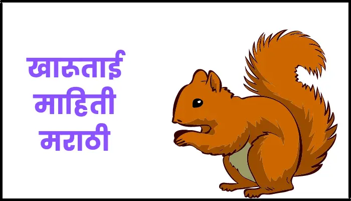 खारुताई माहिती मराठी |  Squirrel information in marathi