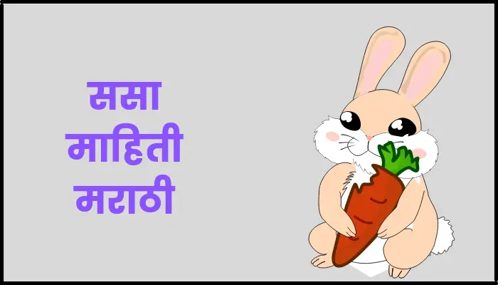 ससा माहिती मराठी | Rabbit information in marathi