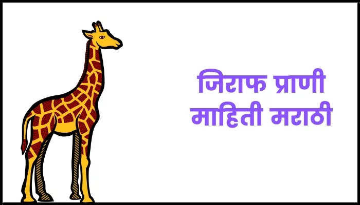 Giraffe information in marathi
