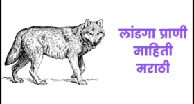 लांडगा प्राणी माहिती मराठी | Wolf information in marathi