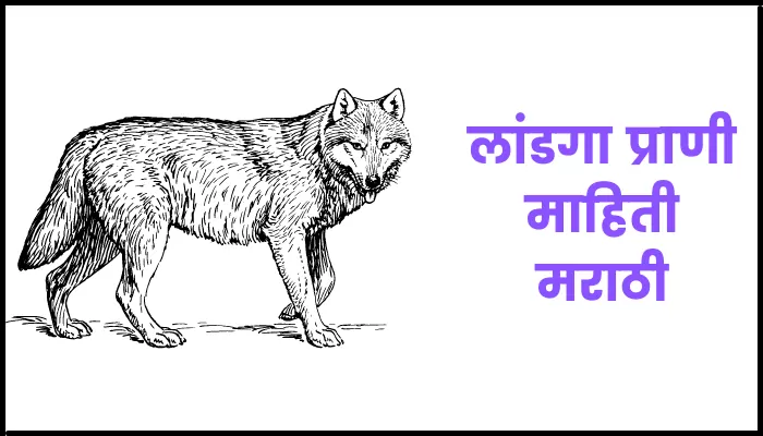 लांडगा प्राणी माहिती मराठी | Wolf information in marathi - Talks Marathi