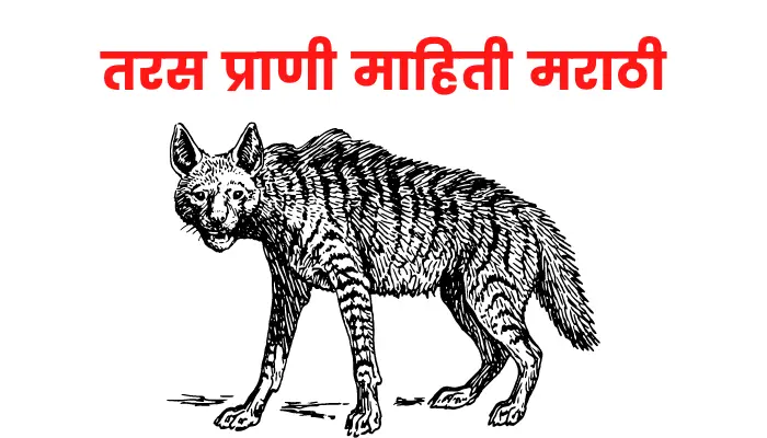 तरस प्राणी माहिती मराठी | Hyena information in marathi