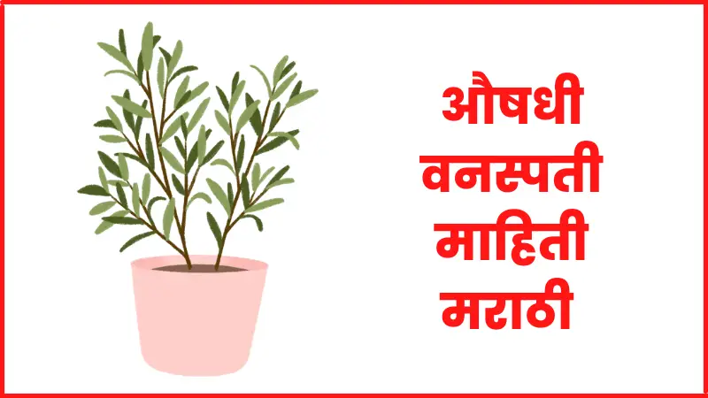  Medicinal plants information in marathi