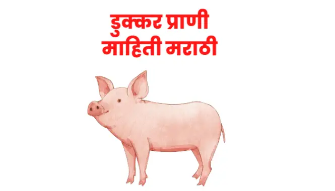 डुक्कर प्राणी माहिती मराठी | Pig information in marathi
