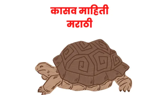 कासव माहिती मराठी | Tortoise information in marathi