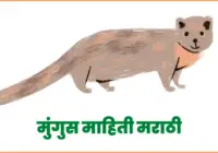Mongoose information in marathi