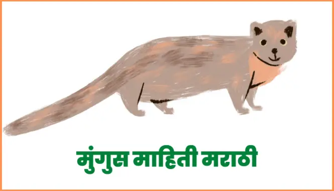 मुंगुस माहिती मराठी | Mongoose information in marathi