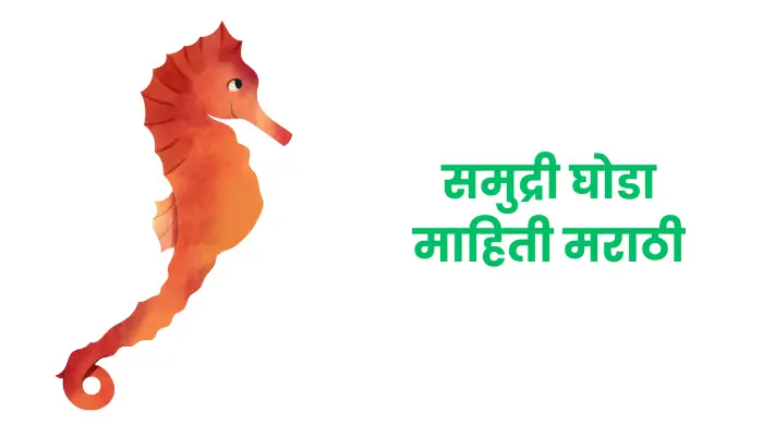 समुद्री घोडा माहिती मराठी | Seahorse information in marathi